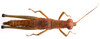 CollectionObject 2703976; CNMS 3686, CNMS 3686, f7030a48-5af7-4e1c-b4c1-500d14041c9b: dorsal view. female (paratype). (CollectionObject).