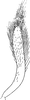Subgenital plate: Subgenital plate. (Observation).