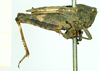 female, lateral view (syntype). Depicts CollectionObject 1586196; 135ce65f-5c22-4864-a8ec-f441d277dd41, a CollectionObject.