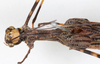 CollectionObject 1558657; 133da2a3-3d44-4789-86e5-4671977f2951: copyright NMW, Vienna. male: head & thorax, dorsal view (syntype). (CollectionObject).;CollectionObject 1558658; d4fb1899-121f-4e8d-be5e-b67e32f58e28: copyright NMW, Vienna. male: head & thorax, dorsal view (syntype). (CollectionObject).