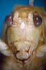 CollectionObject 1503504; 2fc55469-4823-4381-ae3b-3de41807d50e: female frons (holotype). (CollectionObject).