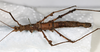 CollectionObject 1557776; db09e5e6-a031-42c2-8b75-5c488b61d0ea: copyright NMW. female, ventral view (syntype). (CollectionObject).;CollectionObject 1557777; 022a4bd5-75b3-4878-9016-fc44d8d98d1b: copyright NMW. female, ventral view (syntype). (CollectionObject).