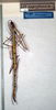 CollectionObject 1561773; NMW 331, 1c453efd-3660-410e-af51-1df0f0c4d2c1: copyright NMW, Vienna. female (holotype). (CollectionObject).