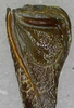 CollectionObject 1544422; ab7647bc-c899-497d-82ac-7d0811de4a86: male left tegmen. (CollectionObject).