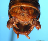 CollectionObject 1504999; 6fbb5288-90ad-4e75-9fca-7cf665f8355d: male cerci (syntype). (CollectionObject).