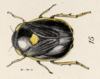 Habitus, dorsal view: !! display not done !! on Clastoptera funesta Stål, 1854: (Observation).