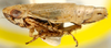 Habitus, lateral view on Arahura Knight, 1975: Arahura reticulata, female, laterally (BMNH). (Observation).