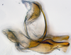 Aedeagus, lateral view: (Observation).