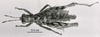 CollectionObject 1506898; 1f2c2497-46a8-48a9-b0c3-8a94adfd83a8: Image C.S. Carbonell. male, dorsal view (holotype). (CollectionObject).