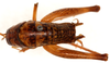 CollectionObject 1499236; 3671f60a-ad6e-43da-b5b1-0e66a4b97528: male, dorsal view (holotype). (CollectionObject).
