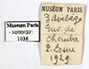 CollectionObject 1587163; MNHN(SF IMPORT DUPLICATE) MNHN-EP-EP1036, 55965d6c-1479-467f-b7bc-3a8f78f9e6e4: CC BY-NC-ND 4.0/MNHN - Depraetere Marion - 2014. Non type, sex unknown. Specimen number: MNHN-EP-EP1036. http://coldb.mnhn.fr/catalognumber/mnhn/ep/ep1036. (CollectionObject).