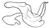 Aleuas lineatus Stål, 1878: Fig. 30A. phallic complex without epiphallus, lateral view. (Otu).
