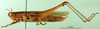 CollectionObject 1501908; 40a4986c-a340-4182-93bf-47ed849c84ed: male, lateral view (paralectotype of Tristria suturalis). (CollectionObject).