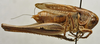 CollectionObject 1536008; 3dc16be7-772f-4bdf-b6db-7a83d590b6f5: male, lateral view (paratype). (CollectionObject).