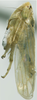 Habitus, lateral view on Exitianus nanus (Distant, 1908): (Observation).