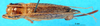CollectionObject 1502732; 2b956ce5-4c21-4a2a-b1b8-b928de1f3344: female, dorsal view. (CollectionObject).