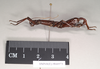 CollectionObject 1562199; NHMUK(SF IMPORT DUPLICATE) 844973, 8b7f5d18-e44d-4a99-82c1-e723db6ced69: copyright Natural History Museum, London. male, lateral view (holotype). (CollectionObject).