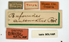 CollectionObject 1506800; 79f8ee8f-6665-46e1-a169-8ce65878ecbb: labels (lectotype). (CollectionObject).