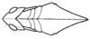 Xyleus laevipes (Stål, 1878): head and pronotum, dorsal view. (Otu).