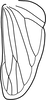 Hind wing: !! display not done !! on Nephotettix cincticeps (Uhler, 1896): Hind wing. (Observation).