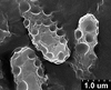 Brochosomes on Cuerna arida Oman & Beamer, 1944: CR173 | U.S.A., Arizona, Sta. Catalina Mts. | 7/15/1950 | KSEM. (Observation).