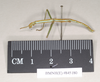 CollectionObject 1559613; NHMUK(SF IMPORT DUPLICATE) 845180, 8e05dfd0-47c3-4802-9499-587f5f9deb8a: copyright Natural History Museum, London. male, lateral view of synonym Bacillus stellenboschus (holotype). (CollectionObject).