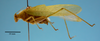 CollectionObject 1542792; DEES MZLQ-I0060, fb53c4f9-13e2-42f3-b816-c24cfba4f8bd: male, body lateral view (holotype). (CollectionObject).