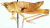 Mistothericles whitei (Dirsh, 1964): female, lateral view. (Otu).