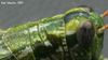 Campylacantha olivacea olivacea (Scudder, 1875): dorsal portion of head and pronotum (fine whitish hairs visible along top of pronotum). (Otu).
