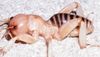 CollectionObject 2805103; 5aae8a09-8a3f-4dd4-bac7-9f36abe2d8e1: male. (CollectionObject).;CollectionObject 2805718; d2da75b3-706d-4188-ae75-4fc5688897c5: (CollectionObject).