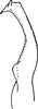 Stylus: !! display not done !! on Arboridia (Arboridia) apicalis (Nawa, 1913): Stylus. (Observation).