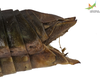 CollectionObject 1861871; b7344213-8c33-41f2-86ff-1cf135db24ea, Unioeste Cascavel K-0466: Female. End of abdomen, dorsal view. (CollectionObject).