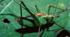 Leptophyes punctatissima (Bosc, 1792): male (Poznan, Poland). (Otu).