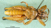 CollectionObject 1502095; 890b7d0e-61bd-4323-9c72-2cca2076100f: male, ventral view. (CollectionObject).