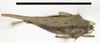 CollectionObject 1535382; 65d54b84-d666-4394-8bac-7811dfe79f9f, MNCNCat. Tipos No 52: male, dorsal view (lectotype). (CollectionObject).
