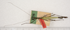 CollectionObject 1562166; 5ee09c50-8ac5-4ee4-bdad-3af1a2de43c9: copyright ZMUH, Hamburg. male of Tagesoidea nigrofasciata (paralectotype). (CollectionObject).
