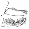 Xizicus (Haploxizicus) szechwanensis (Tinkham, 1944): Fig. 157 p, q (after holotype). male left cercus, lateral and dorsal view. (Otu).