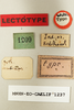 CollectionObject 1540623; c9aa75d2-ecc1-4e20-a9d8-1024a94624d8: male, labels (lectotype). (CollectionObject).