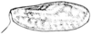 Neotettix femoratus (Scudder, 1869): Fig. 86. female, left tegmen. (Otu).