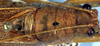 Bliastonotideus fulvorufus Beier, 1962: male pronotum and stridulatory apparatus (Costa Rica, Puntarenas Prov., Osa Pen., Est. Sirena) (not a type). (Otu).