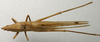 CollectionObject 1535038; 52052e5a-2fc6-48f8-829e-a9d8ab7a1da0: male, dorsal view (holotype). (CollectionObject).