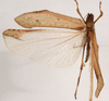 CollectionObject 1534468; 78ae3b67-1f7d-4aaf-bcf6-b830a558b0a3: female, dorsal view (holotype). (CollectionObject).