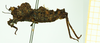CollectionObject 1532568; 4519e0aa-efd1-42e0-9f67-6a8fc6fd75e4: female, lateral view (holotype). (CollectionObject).