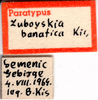CollectionObject 1505169; c0fcdb8c-91d9-4d01-bf58-54d5ff32ea0d: labels (paratype). (CollectionObject).