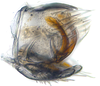 Pygofer, lateral view: (Observation).