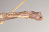 CollectionObject 1561422; b86d2261-af7b-42b9-8c07-f19c627f1212: copyright Natural History Museum, London. male: end of abdomen, lateral view (holotype). (CollectionObject).