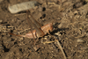 CollectionObject 1584974; 9f128b2b-82a7-45b4-bbb2-5a69cdafec73: female. (CollectionObject).