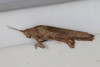 CollectionObject 1505790; f66dcb63-6045-4d5d-acc7-ba5b68075af6: male, lateral view (syntype). (CollectionObject).