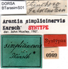 CollectionObject 1500504; 7475cafe-0429-4d15-a1b9-87fbabf6e217: labels (syntype). (CollectionObject).