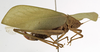 CollectionObject 1529779; 1a6fa9e9-9720-4974-bb58-53bbfbcdba63: female habitus, lateral view (holotype). (CollectionObject).